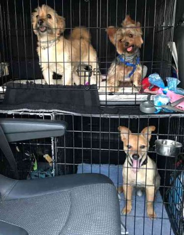 Miley & Pippa (& Juli below) on their way from Torremolinos in S.Spain to their new home in Limerick in Ireland.